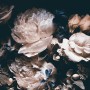 Dunkle Blumen Pfingstrosen Bouquet Fototapete